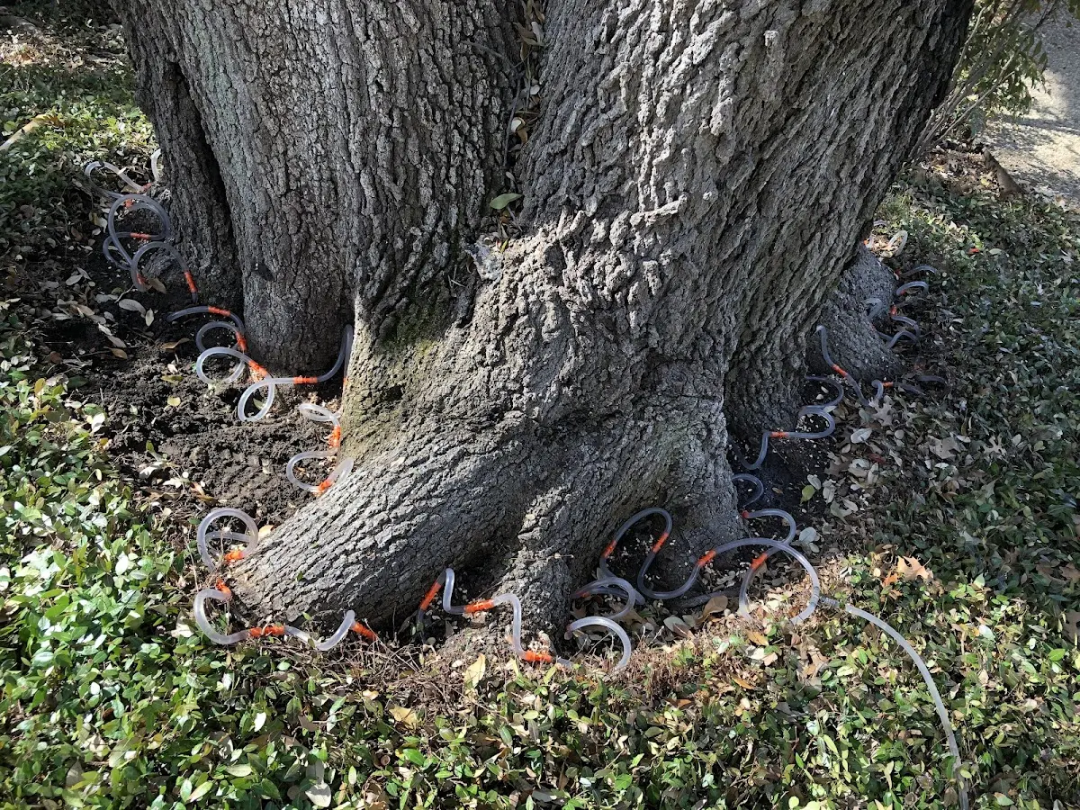 Detailed Tree Cabling and Bracing job site in East Barre