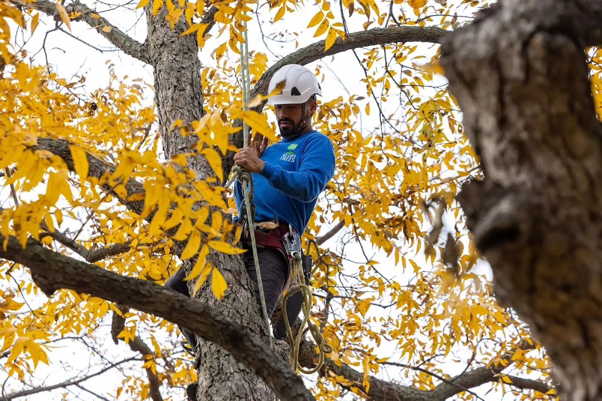 Skilled Tree Trimming crew working in East Barre